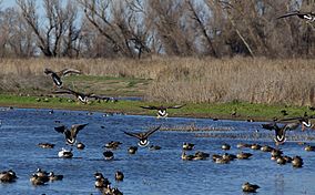 Colusa National Wildlife Refuge.jpg