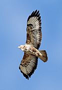 Common-Buzzard