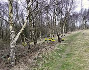 Daffodils at Hanging Bank - geograph.org.uk - 1213985