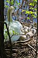 DayOldCygnets