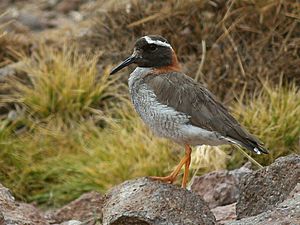 Diademed Sandpiper-plover.jpg