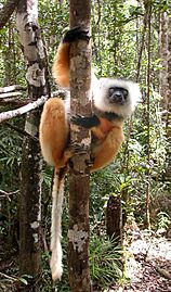 Diademed Sifaka (Propithecus diadema) 5