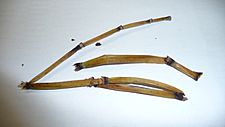 Dried Equisetum hyemale