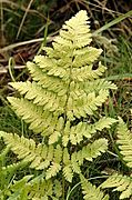 Dryopteris.carthusiana