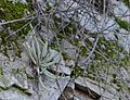 Dudleya densiflora 174645939