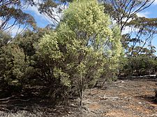 Eremophila interstans interstans (habit)