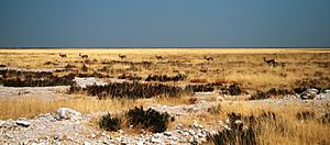 Etosha Pan Springbok (3406787513)