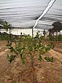 Etrog plants at kfar chabad