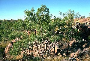 Eucalyptus herbertiana.jpg