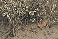 Fishing Cat in Sundarban, West Bengal, India