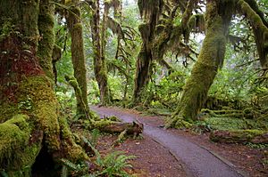 Forks WA Hoh National Forest Trail