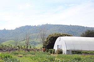 French Laundry Greenhouse