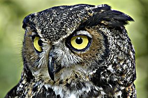 GreatHornedOwl-Wiki