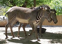 Grevy's Zebras at Hogle Zoo