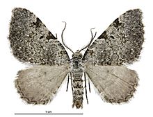 Helastia mutabilis male.jpg