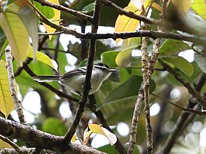 Herpsilochmus motacilloides - Creamy-bellied Antwren.jpg