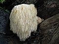 Igelstachelbart, Hericium erinaceus