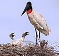 Jabiru mycteria con crías