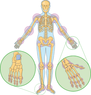 Joints 1 -- Smart-Servier