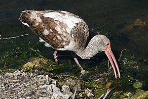 Juvenile American White Ibis