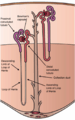 Kidney Nephron