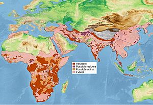 Leopard distribution.jpg