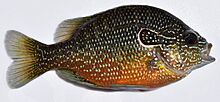 Lepomis megalotis UMFS 2015.JPG