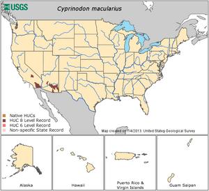 Macularius distribution