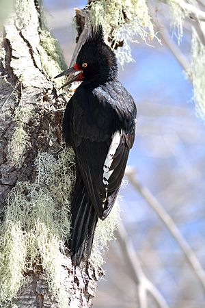 Magellanic woodpecker female