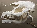 Malayan Tapir Skull