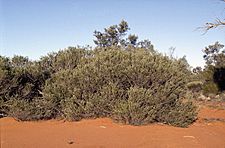 Melaleuca apostiba (habit)