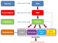 Metabolomics schema