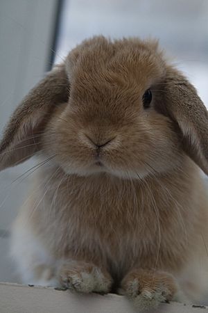 Miniature Lop