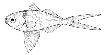 Nomeus gronovii (Man-of-war fish)