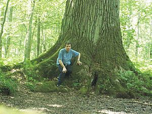 Oak in Bialowieza1(Oak Emperor of the South)