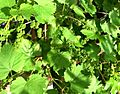 Ornamental grapevine flowers