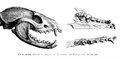 Paradoxureskull