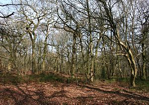 Peckforton Woods wiki