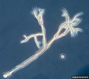 Peronospora sparsa.JPG