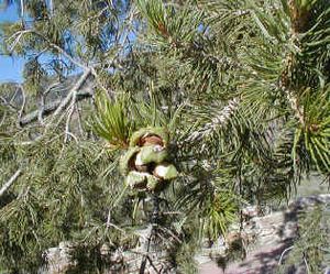 Pinus cembroides