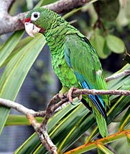 Puerto Rican parrot