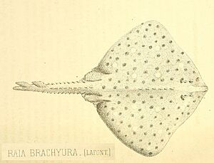 Raia brachyura 1871