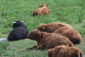 Red poll cattle at Old Moor ^ - geograph.org.uk - 717909