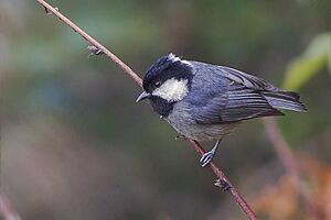 Rufous-vented Tit Lungthu Pangolakha WLS East Sikkim India 18.10.2015