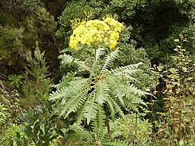 Sonchus palmensis (Barlovento) 04