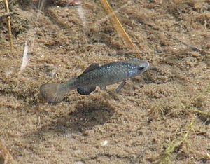 Sonoyta pupfish