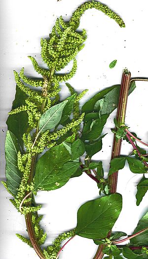 Starr 040527-9001 Amaranthus dubius.jpg