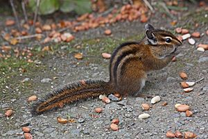 Tamias townsendii 4516.JPG