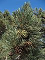 Torrey Pine Cones