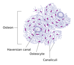 Transverse section of bone en.svg